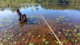 APRENDA A PESCAR TRAIRA AGORA, EM LAGOS E AÇUDES - DICAS DE PESCA - PESCARIA DE TRAIRA