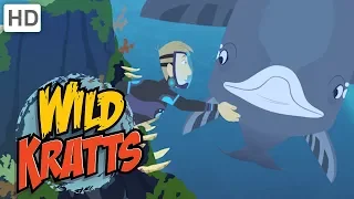 Wild Kratts 🐋 Whale Watching | Kids Videos