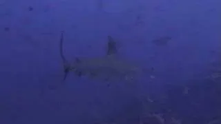 Hammerhead Sharks