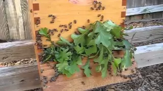 Beekeeping: How To Move A Hive Any Distance (More Than 3 Feet and Less Than 3 Miles)