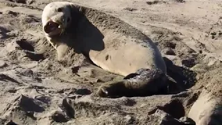 Elephant Seal Birth 1/5/20 Piedras Blancas Rookery