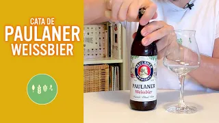 Cata de Paulaner Weissbier