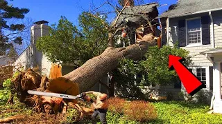 Dangerous Idiots Tree Felling Fails With Chainsaw - Tree Falling on Houses and Head