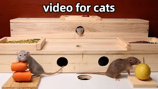 Cat TV🐭funny rat videos for cats to watch🐭video to relax your pets🐭