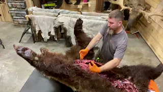 How to Skin a Bear, Part 1 Skinning a Grizzly Bear. #alaska #taxidermy #taxidermist #bearhunting