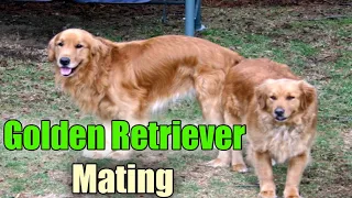 Golden Retriever mating at arm dog kennel naturally