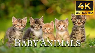 CUTE BABY ANIMALS 4K | FUR FRIENDS | Eliminates All Stress and Negativity with Relaxing Music