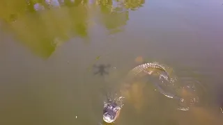 alligator don't like drones!