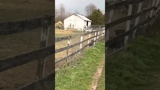 Great Pyrenees dogs on duty on the farm, guarding their sheep flock ￼2023