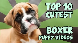 TOP 10 CUTEST BOXER PUPPY VIDEOS OF ALL TIME