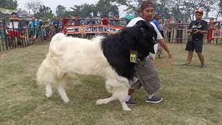 Long Hair Goat crosses jamunapari goat in village farm | Biggest goat in the world