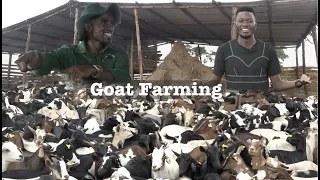 FROM 5 TO 48,000 GOATS - Becoming Millionaire Through Goat Farming.