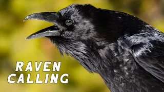 Raven Calling ~ Tricking The Trickster