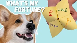 Talking Dogs Use Fortune Teller!