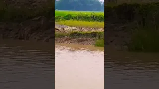 Crocodile 🐊🐊 🐊 Aatack in odisha #youtubeshorts #viral #new #crocodile #youtubeshorts #viral