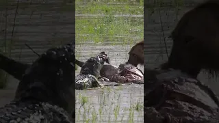 Lion battles Crocodile