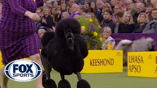 'Siba' the standard poodle wins the Non-Sporting title at 2020 Westminster Dog Show | FOX SPORTS
