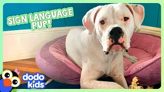 Deaf Puppy Knows Sign Language! | Dodo Kids | Animal Videos