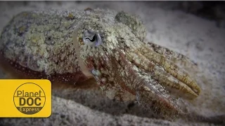 Cuttlefish Camouflage | Planet Doc Express Docs