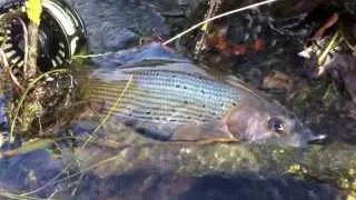 Fliegenfischen Schweiz - Binnenkanal #1