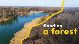 We are flooding a forest - here’s why