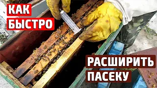 Быстрое расширение пасеки Формирование отводков пчел  Весенние работы на пасеке