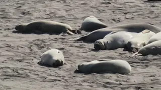 Piedras Blancas Elephant Seal Rookery