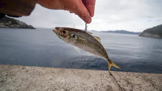 離島の堤防から小アジを泳がせたら一瞬で凄まじい釣果に…