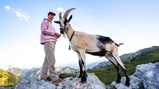 Hiking with goats in the Mountains