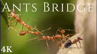 Army of Ants Unite to Build a Massive Bridge, Teamwork, 4k Ultra HD.