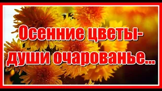 Осенние цветы-души очарованье, в них-радость и печаль, и осени дыханье. И немножко грусти.....