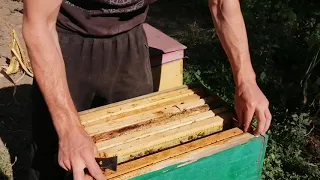 Порівняння порід бджіл 🐝🐝🐝Бакфаст, Італьянки, Українська Степова 🍯🍯🍯