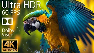 4K HDR 120fps Dolby Vision with Animal Sounds (Colorfully Dynamic) #57