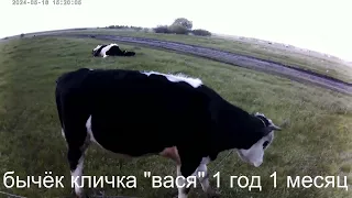 бычки