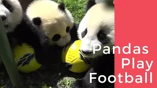 panda play football 熊猫玩足球 (funny panda Compilation part1)