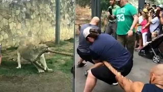 Watch: 3 WWE wrestlers lose tug-of-war with a young lion