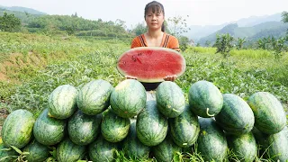 Harvesting Watermelon Goes To Countryside Market Sell || Phương - Free Bushcraft