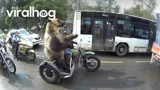 Bear Rides Motorcycle || ViralHog