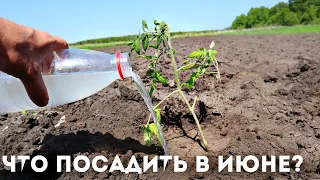 Что можно посадить на огороде в июне из овощей зелени и цветов? Что сажать в июне?