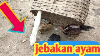 jebak ayam dapat banyak