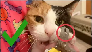 How to Trim Your Cats Nails (STEP-BY-STEP GUIDE)