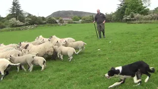 Lot 2: Ben - 7.7.21 Farmers Marts Dolgellau Online Sheepdog Auction