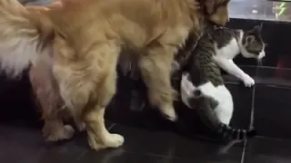 Golden Retriever Drags Cat Out Of A Fight