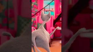 funny cat dancing