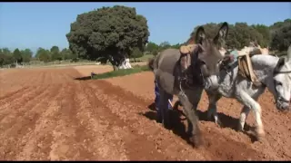 El arado romano sigue vivo en Orejana (Segovia)