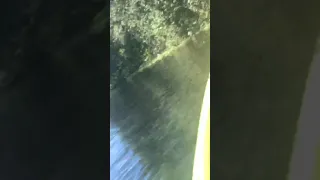 Autism Spectrum Kayaking Alligator Encounter
