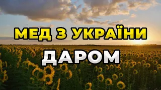 Що сталося з ціною на український мед