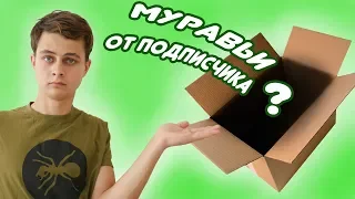 Распаковка посылки с муравьями от подписчика!  VLOG #3 - Antpacking