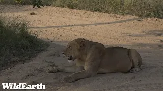 WildEarth - Sunrise Safari - 24 April 2023