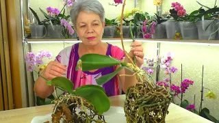 HOW IT IS CORRECT TO REJUVENATE AN OLD ORCHID? Orchids 10 years without transplant.